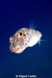 A puffer with a parasit in his mouth. by Miguel Cortes 